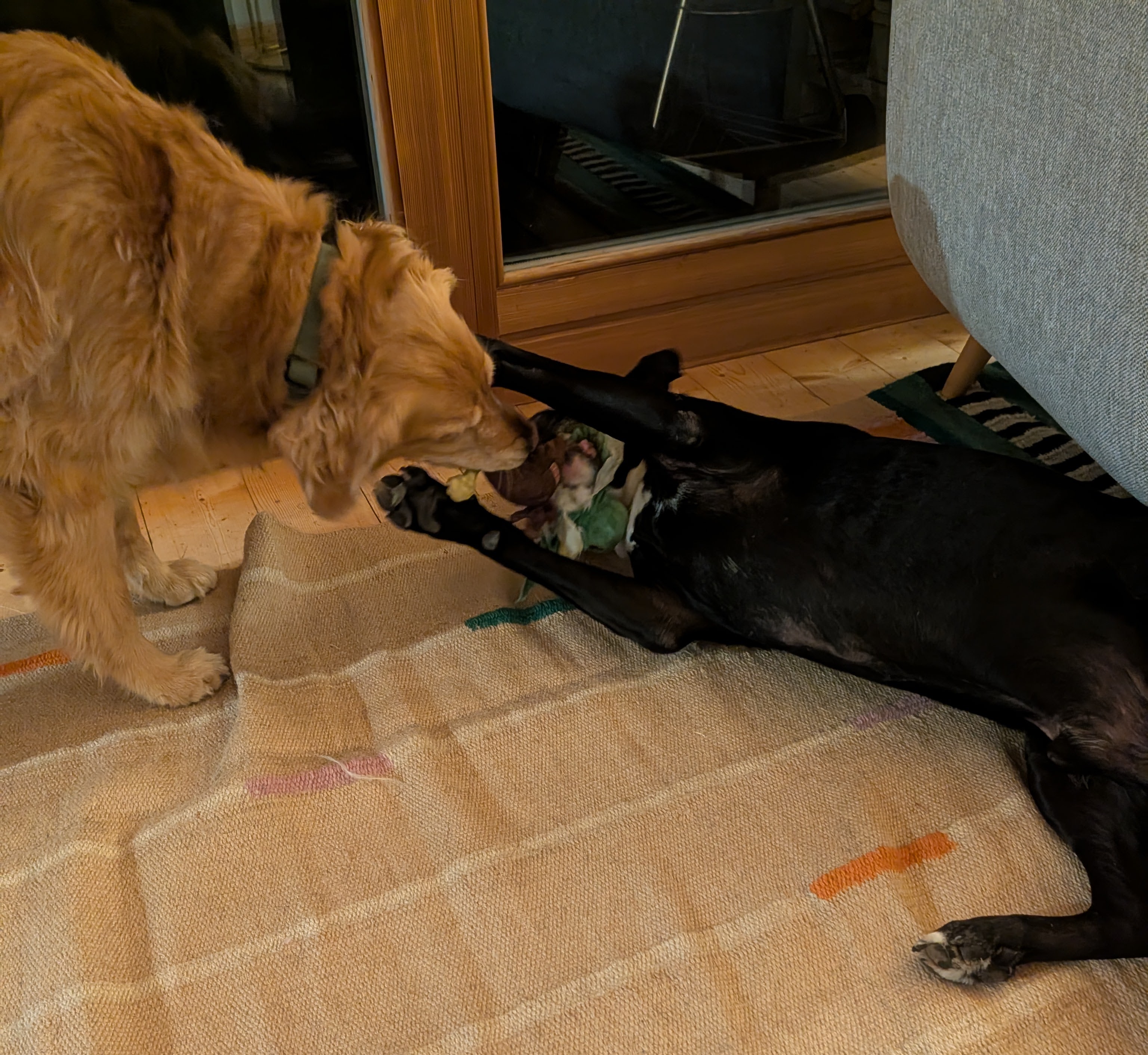 Obligatory dog picture.